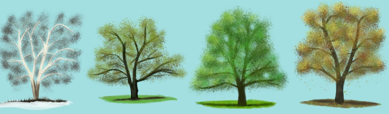 Seasonal Study of Sycamore Trees